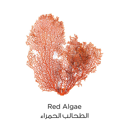 Pure Clay Red Face Mask Red Algae 50ml